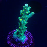 Swamp Thing Acro