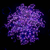 Pink Octospawn