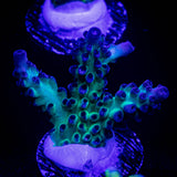 LRO Green Lantern Acro