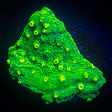 Alienpox Astreopora