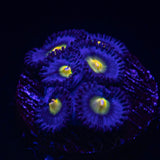 WWC AOI Zoas