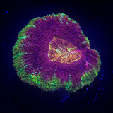 Ironman Asian Acan