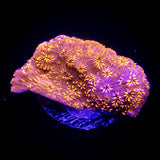 Orange Pavona