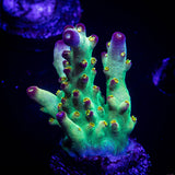 LRO Buzz Lightyear Acro CHUNKY