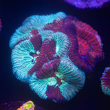 Grafted Favia