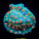 Meteor Shower Cyphastrea