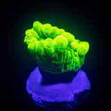 Kryptonite Trumpet