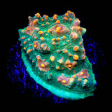 LRO Fukushima Chalice