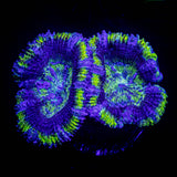 Green Rim Acan