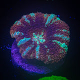 Blue Moon Asian Acan