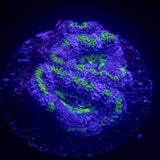 Green Ring Acan