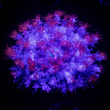 St. Thomas Mushroom