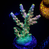 CB Flaming Unicorn Acro