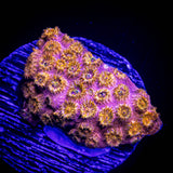 Copperhead Cyphastrea