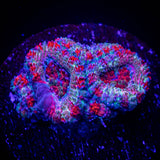 Peppermint Acan