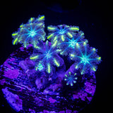 Yellow Tip Clove Polyps
