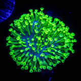 Neon Polyp Toadstool