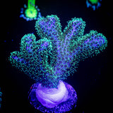 Pocillopora
