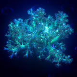 Teal Capnella