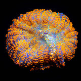 Caribbean Crush Rhodactis