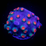 Meteor Shower Cyphastrea