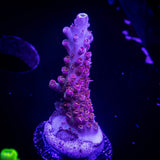 LRO Dragon Tales Acro