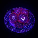 Fire and Ice Zoas