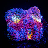 LRO Tye Dye Echinata HOT HOT HOT