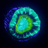 Swamp Thing Asian Acan
