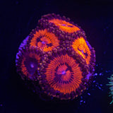 WWC Bloodsucker Zoas