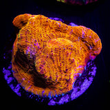 LRO Soul Stone Chalice