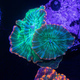 Pink Rim Discosoma
