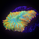 Caribbean Crush Rhodactis