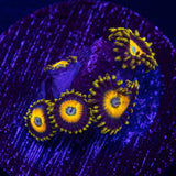 Scrambled Egg Zoas