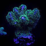 Pocillopora