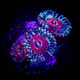 Seduction Zoas