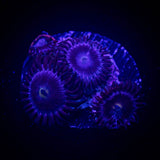 JF Bella Blues Zoa