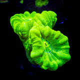 Kryptonite Trumpets