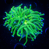 Blue Tip Torch