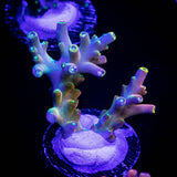 CB Flaming Unicorn Acro