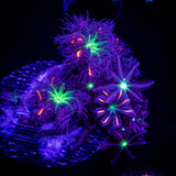 Firework Clove Polyps