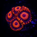 Orange Oxide Zoas