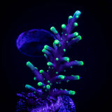 LRO Xtreme Pacman Acro