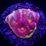 WWC Blood Diamond Favia