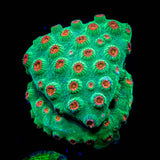 Jingle Bells Cyphastrea