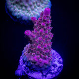 LRO Dragon Tales Acro