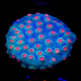 Meteor Shower Cyphastrea