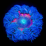 Ultra Rock Flower HOT