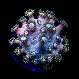 TSA Rose Petal Goni