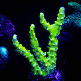 Green Goblin Anacropora
